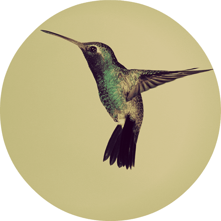 hummingbird.png.png