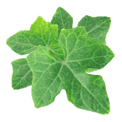 Ivy package (400 × 400px)
