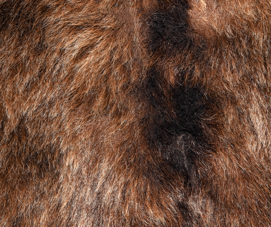 photo of bear fur