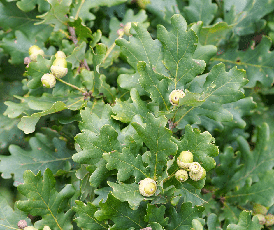 Photo of acorns on an oak tree