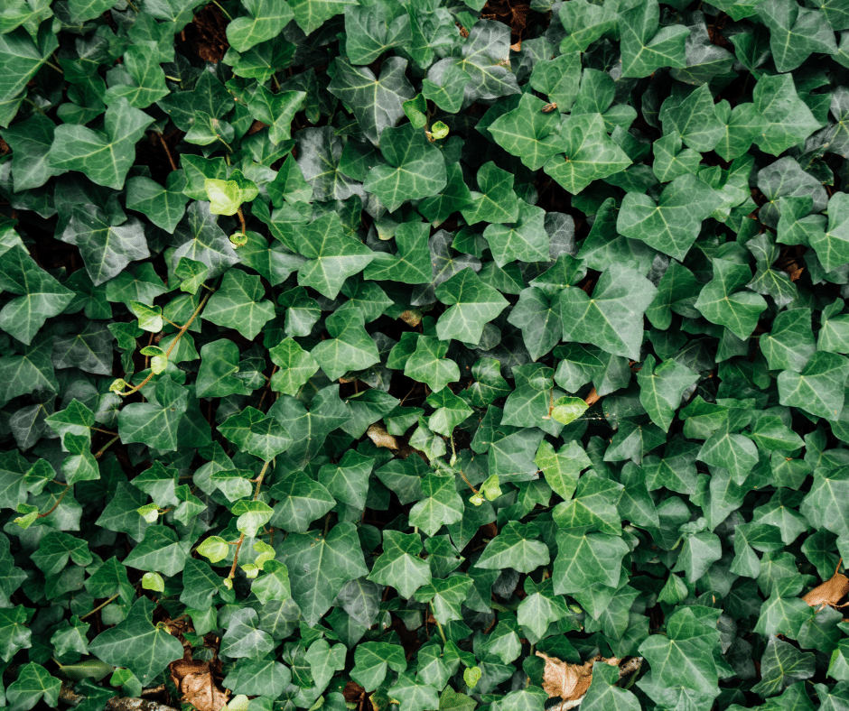 photo of ivy
